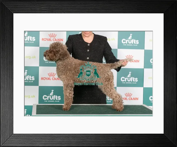 Framed Print : Crufts 2024 Best of Breed Stacked Rozebottel's Love of My Life Cibj Nljch Bjch Luxjch Vdhjch Jw-22 W-22 Owner: Mrs K H J G Van Gemert Framed Print : Crufts 2024 Best of Breed Stacked Rozebottel's Love of My Life Cibj Nljch Bjch Luxjch Vdhjch Jw-22 W-22 Owner: Mrs K H J G Van Gemert