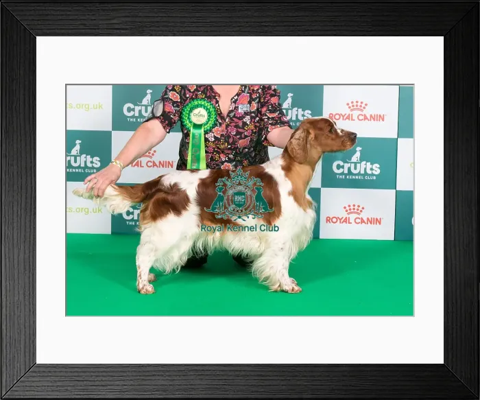 Framed Print : Crufts 2024 Best of Breed Stacked Sh Ch Nyliram Telling Tales JW ShCEx OSW Owner: Mr T Graham