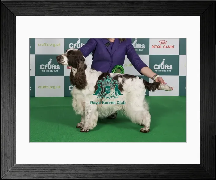 Framed Print : Crufts 2024 Best of Breed Stacked Sh Ch Trimere Tickle Me Fancy Owners: Mr S, Mrs M, Mrs E & Miss G Wildsmith & Brown Framed Print : Crufts 2024 Best of Breed Stacked Sh Ch Trimere Tickle Me Fancy Owners: Mr S, Mrs M, Mrs E & Miss G Wildsmith & Brown