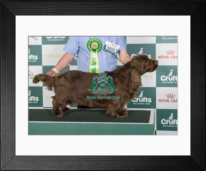 Framed Print : Crufts 2024 Best of Breed Stacked Sh Ch Eald Dances with Wolves among Nyliram JW ShCEx OSW Owner: Mr T Graham Framed Print : Crufts 2024 Best of Breed Stacked Sh Ch Eald Dances with Wolves among Nyliram JW ShCEx OSW Owner: Mr T Graham