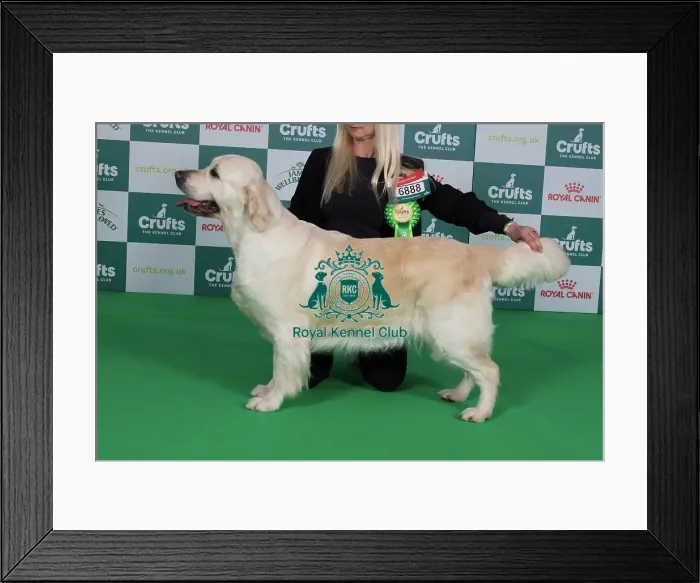 Framed Print : Crufts 2024 Best of Breed Stacked Fenpinque Vogue Owner: Ms Campion Framed Print : Crufts 2024 Best of Breed Stacked Fenpinque Vogue Owner: Ms Campion
