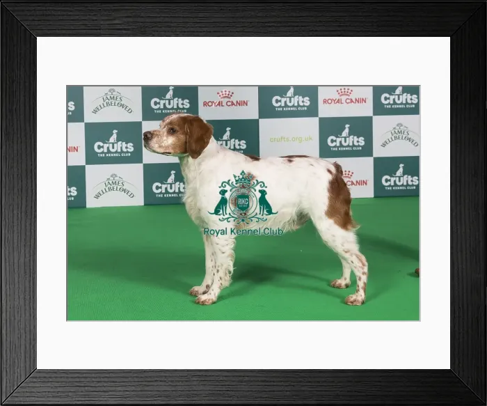 Framed Print : Crufts 2024 Best of Breed Stacked Sh Ch Highclare Only One avec Tailliside (ai) JW Owner: Miss F Cook