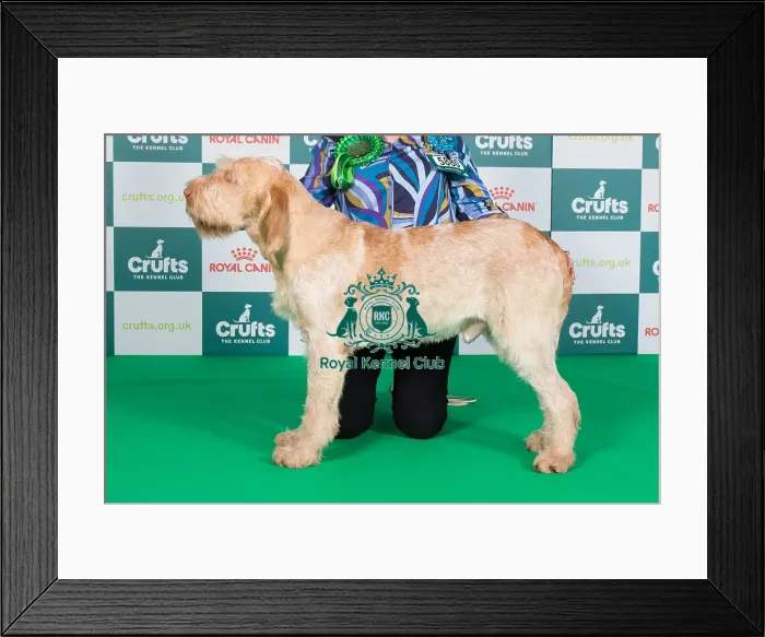 Framed Print : Crufts 2024 Best of Breed Stacked Sh Ch Affilato You Can Bank On It Owners: Ms J & Mr L & Mrs C Clark & Sharp & Sharp Framed Print : Crufts 2024 Best of Breed Stacked Sh Ch Affilato You Can Bank On It Owners: Ms J & Mr L & Mrs C Clark & Sharp & Sharp