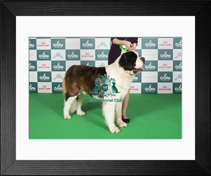 Framed Print : Crufts 2024 Best of Breed Stacked St Bernard 11198 - Pol / swiss / dan Ch Ercole Wielkopolski Bernardyn Ww (Mrs Magda & Mr Pawel Kubacha & Kopinke) Framed Print : Crufts 2024 Best of Breed Stacked St Bernard 11198 - Pol / swiss / dan Ch Ercole Wielkopolski Bernardyn Ww (Mrs Magda & Mr Pawel Kubacha & Kopinke)
