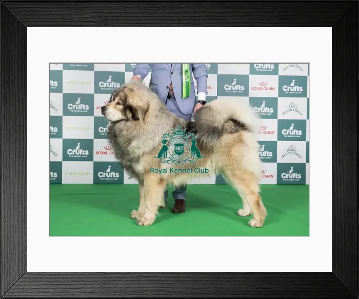 Framed Print : Crufts 2024 Best of Breed Stacked Tibetan Mastiff 11407 - Fr Ch Rongshai Du Domaine De Toundra (Mrss Haeffele) Framed Print : Crufts 2024 Best of Breed Stacked Tibetan Mastiff 11407 - Fr Ch Rongshai Du Domaine De Toundra (Mrss Haeffele)