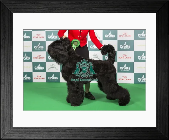 Framed Print : Crufts 2024 Best of Breed Stacked Russian Black Terrier 11142 - Deneb Keitos Jaguar (Mrs J Bem) Framed Print : Crufts 2024 Best of Breed Stacked Russian Black Terrier 11142 - Deneb Keitos Jaguar (Mrs J Bem)