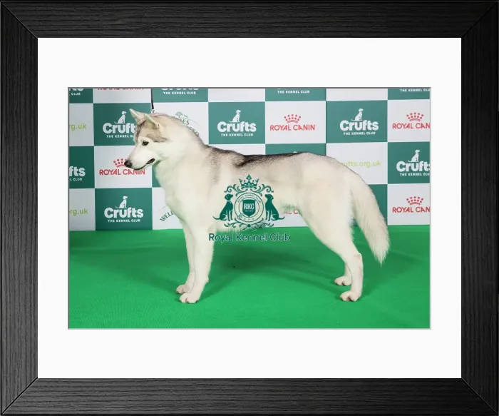 Framed Print : Crufts 2024 Best of Breed Stacked Siberan Husky 11378 - Ch Pelenrise Don't Let Me Go JW (Mrs P & Mrs H Taylor & Taylor-Morris)