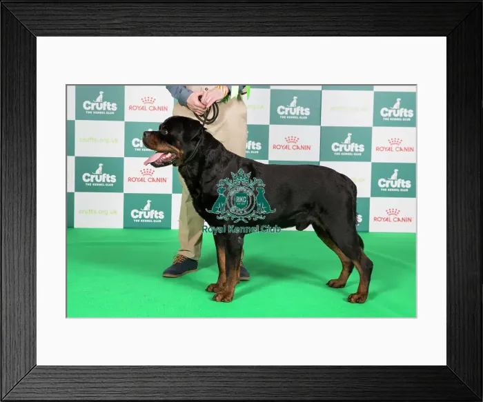 Framed Print : Crufts 2024 Best of Breed Stacked Rottweiler 11050 - Fr Ch / sw Ch / lu Ch / int Ch Nemo von Der Wharen Kraft Fr (Mrs V Piedbois)