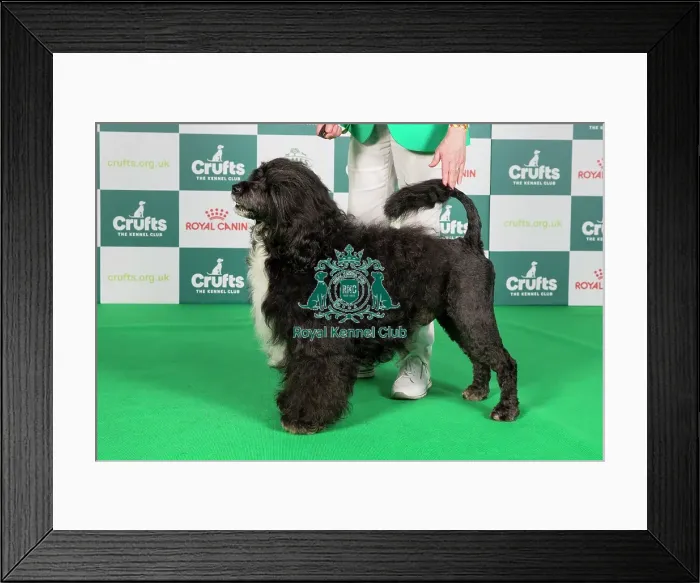 Framed Print : Crufts 2024 Best of Breed Stacked Portuguese Water Dog 10979 - Ch Belleville Anjo Negro (Mrs C & Mr E Thompson-Morgan & Morgan) Framed Print : Crufts 2024 Best of Breed Stacked Portuguese Water Dog 10979 - Ch Belleville Anjo Negro (Mrs C & Mr E Thompson-Morgan & Morgan)
