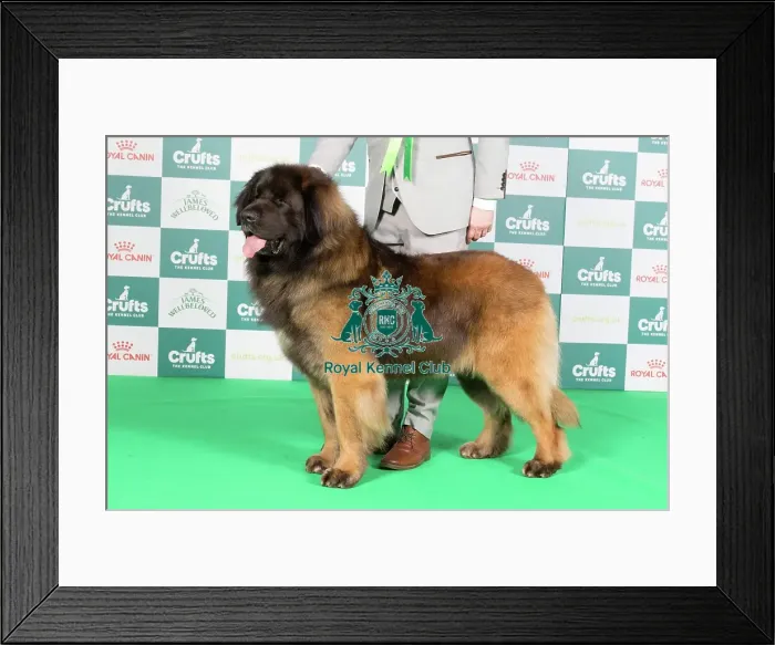 Framed Print : Crufts 2024 Best of Breed Stacked Leonberger 10670 - Ch Corleone Navigator at Kalizmar (Imp Can) (Mr L & Miss K Studholme & Rushby) Framed Print : Crufts 2024 Best of Breed Stacked Leonberger 10670 - Ch Corleone Navigator at Kalizmar (Imp Can) (Mr L & Miss K Studholme & Rushby)