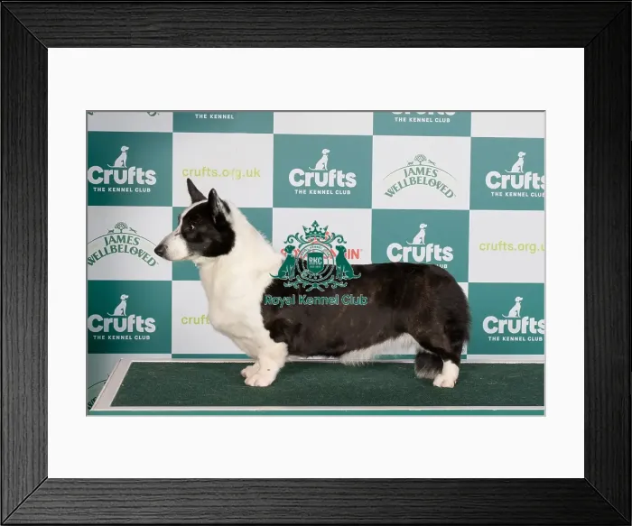 Framed Print : Crufts 2024 Best of Breed stacked Welsh Corgi (Cardigan) 13752 - Am Ch Sundance Be Still My Heart (Mrs L & Mrs N & Mr R & Miss L Croft-Elliott & Wilson & Vanoplynes & Price)