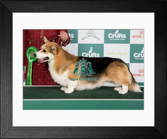 Framed Print : Crufts 2024 Best of Breed stacked Welsh Corgi (Pembroke) 13967 - Multi Ch Aurorus Lunaris Ex Valhalos Sargas (Mrs J Xu) Framed Print : Crufts 2024 Best of Breed stacked Welsh Corgi (Pembroke) 13967 - Multi Ch Aurorus Lunaris Ex Valhalos Sargas (Mrs J Xu)