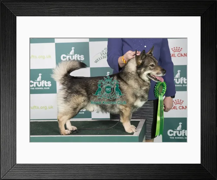 Framed Print : Crufts 2024 Best of Breed stacked Swedish Vallhund 13712 - Eriksfjord Brave Charm (Mr G & Mrss Lee) Framed Print : Crufts 2024 Best of Breed stacked Swedish Vallhund 13712 - Eriksfjord Brave Charm (Mr G & Mrss Lee)