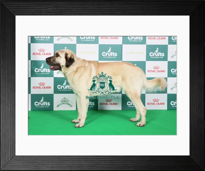 Framed Print : Crufts 2024 Best of Breed stacked Turkish Kangal Dog 13736 - D Ch Werner (Mr Th. Wilken) Framed Print : Crufts 2024 Best of Breed stacked Turkish Kangal Dog 13736 - D Ch Werner (Mr Th. Wilken)