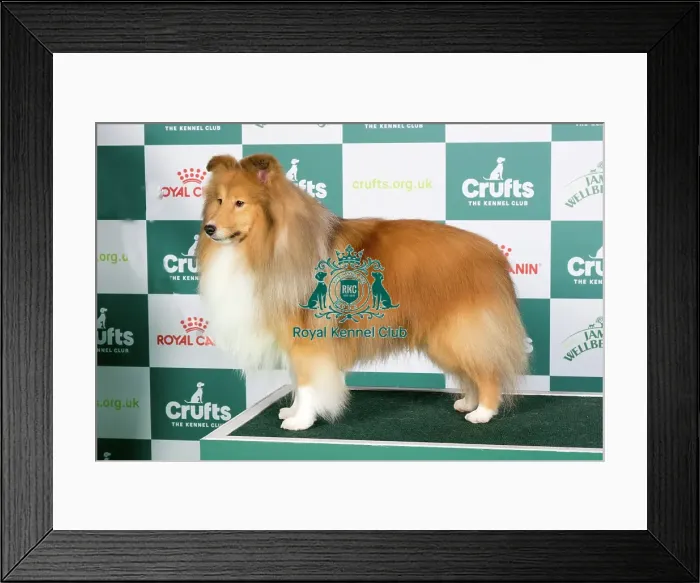 Framed Print : Crufts 2024 Best of Breed stacked Shetland Sheepdog 13595 - Ch Edglonian Golden Graham (Miss D Pearson) Framed Print : Crufts 2024 Best of Breed stacked Shetland Sheepdog 13595 - Ch Edglonian Golden Graham (Miss D Pearson)