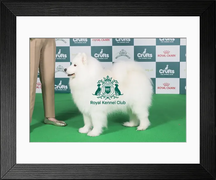 Framed Print : Crufts 2024 Best of Breed stacked 13346 - Ch Nikara Secret Love by Norjack JW (Mr N & Mrs J D Collinson) Framed Print : Crufts 2024 Best of Breed stacked 13346 - Ch Nikara Secret Love by Norjack JW (Mr N & Mrs J D Collinson)