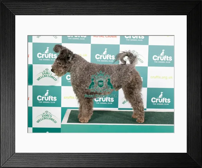 Framed Print : Crufts 2024 Best of Breed stacked 12973 - Breezelyn Ear Sumut Special (Mrs J & Mrs A Pike & Carter) Framed Print : Crufts 2024 Best of Breed stacked 12973 - Breezelyn Ear Sumut Special (Mrs J & Mrs A Pike & Carter)