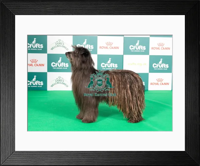 Framed Print : Crufts 2024 Best of Breed stacked 13330 - Sandytrail Sorceror (Mr E & Mrss Flint) Framed Print : Crufts 2024 Best of Breed stacked 13330 - Sandytrail Sorceror (Mr E & Mrss Flint)