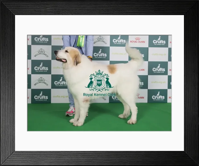 Framed Print : Crufts 2024 Best of Breed stacked 13321 - Be / nl / dk / ch / lu / de / int Ch Qamar Du Grand Tendre (Mr Amj & Mr Jc Tijtgat & Akurassage)
