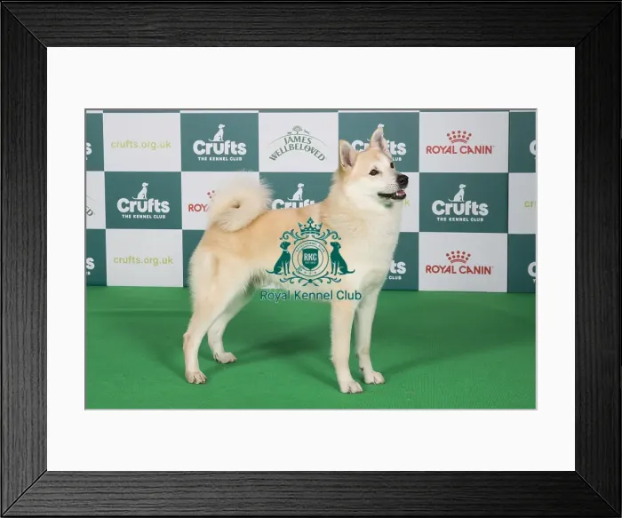 Framed Print : Crufts 2024 Best of Breed stacked 13100 - Ch Koromandel Tusen Takk JW (ai) (Mrs J Shorer-Wheeler) Framed Print : Crufts 2024 Best of Breed stacked 13100 - Ch Koromandel Tusen Takk JW (ai) (Mrs J Shorer-Wheeler)