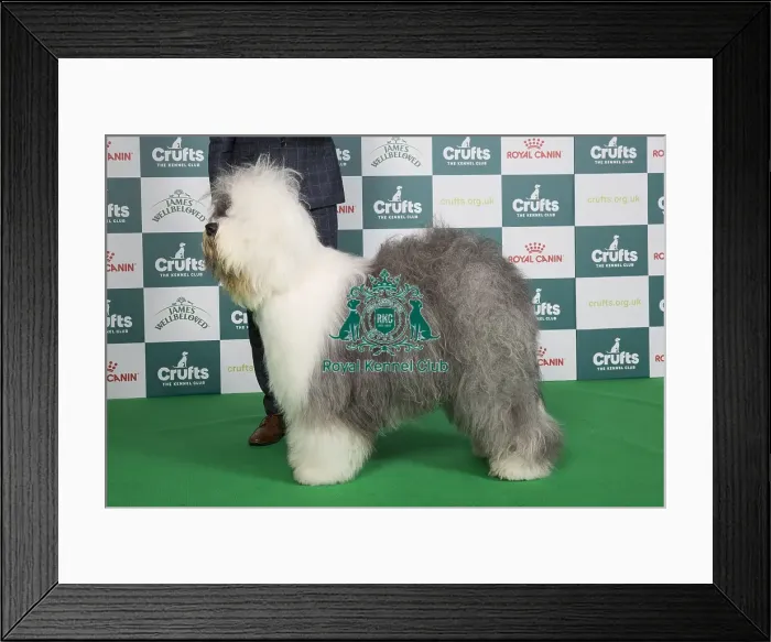 Framed Print : Crufts 2024 Best of Breed stacked 13182 - Multi Ch Reata's Vector Space JW A18 Ww21 (N &s Meijer)