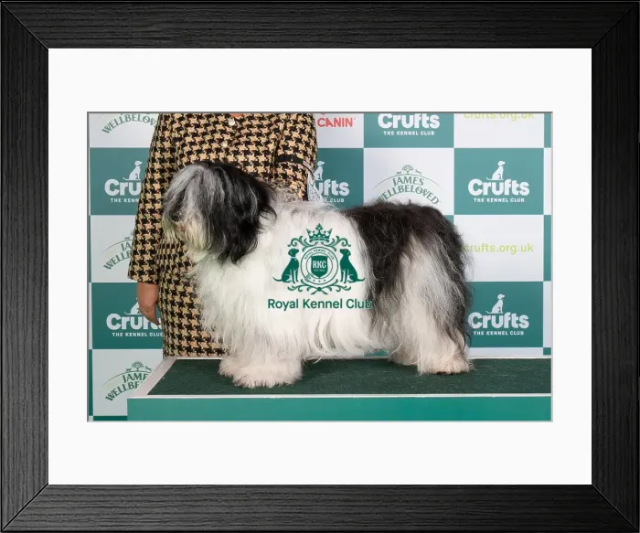 Framed Print : Crufts 2024 Best of Breed stacked 13230 - Lux Ch Nastka via Rivendall (fci) Int / nl / bel Jch (Mr F.h.m & Mrs G. Backx & Denekamp) Framed Print : Crufts 2024 Best of Breed stacked 13230 - Lux Ch Nastka via Rivendall (fci) Int / nl / bel Jch (Mr F.h.m & Mrs G. Backx & Denekamp)