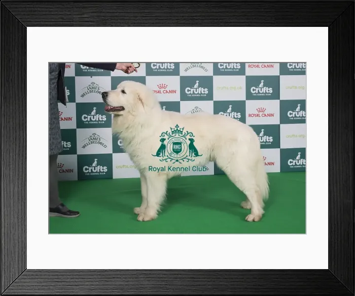 Framed Print : Crufts 2024 Best of Breed stacked 13078 - Milwyr Babbo Natale (Mrs J Downes)