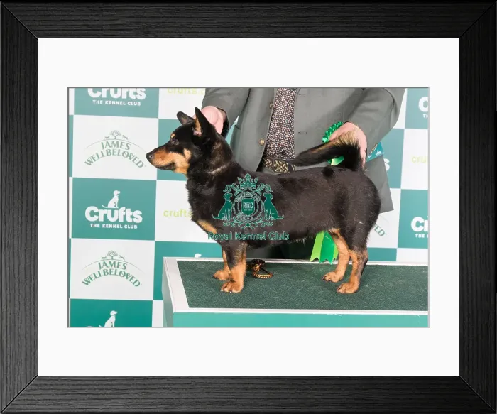 Framed Print : Crufts 2024 Best of Breed stacked 13001 - Parabar Perfec Paws (Messrs P & A Conway & Oakden) Framed Print : Crufts 2024 Best of Breed stacked 13001 - Parabar Perfec Paws (Messrs P & A Conway & Oakden)