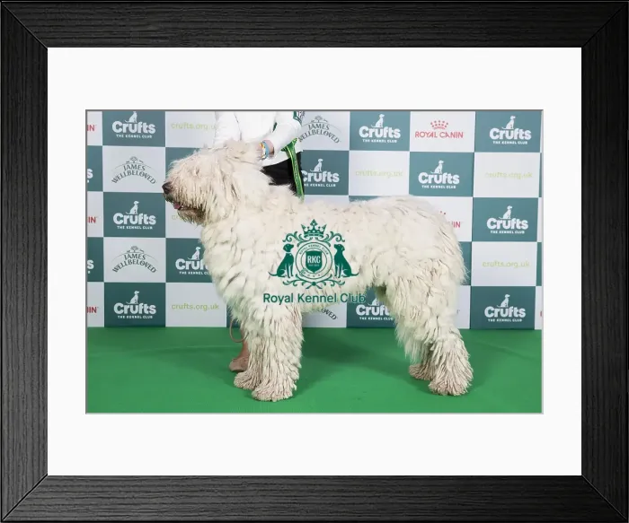Framed Print : Crufts 2024 Best of Breed stacked 12991 - Sziget Kiralya Aba (Mrs Agnes L'rinczyne Velencei)