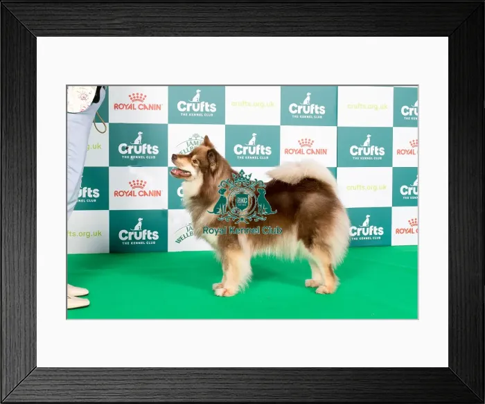 Framed Print : Crufts 2024 Best of Breed stacked 12706 - Ch Limishka Kareitar JW (Miss Kl & Mrss Anderson & Nardone) Framed Print : Crufts 2024 Best of Breed stacked 12706 - Ch Limishka Kareitar JW (Miss Kl & Mrss Anderson & Nardone)