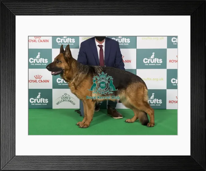 Framed Print : Crufts 2024 Best of Breed stacked 12880 - Charbonnel Tanzi (Mrss Platt) Framed Print : Crufts 2024 Best of Breed stacked 12880 - Charbonnel Tanzi (Mrss Platt)