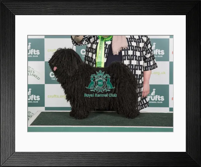 Framed Print : Crufts 2024 Best of Breed stacked 12937 - Matyofoldi-Kisbojtar Juliska Erzsike Ejw23 Int / nl / dk / be Jch (Mrs W & Ms K Koot-Van Oosten & Van Rijn) Framed Print : Crufts 2024 Best of Breed stacked 12937 - Matyofoldi-Kisbojtar Juliska Erzsike Ejw23 Int / nl / dk / be Jch (Mrs W & Ms K Koot-Van Oosten & Van Rijn)