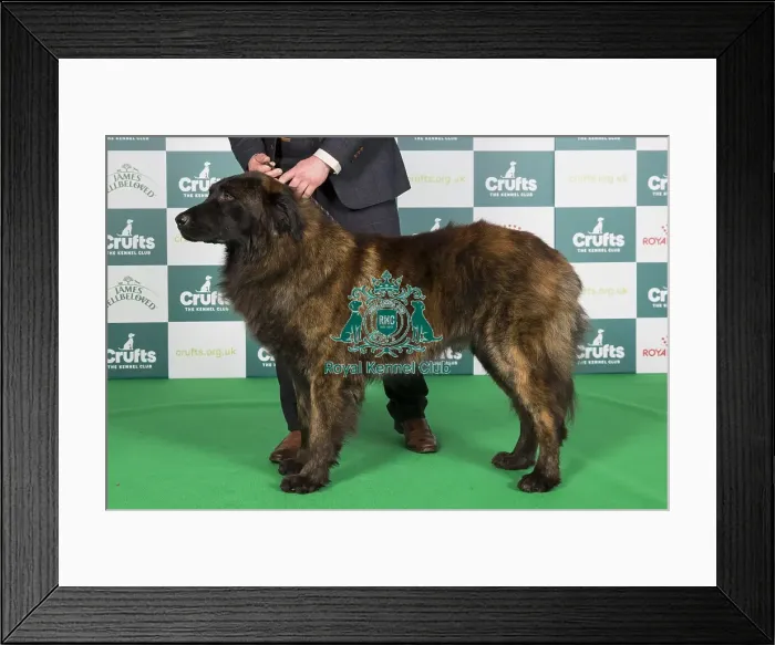 Framed Print : Crufts 2024 Best of Breed stacked 12694 - Cossus D'domus Stella (Imp Por) NAF (Mrs Tychowski) Framed Print : Crufts 2024 Best of Breed stacked 12694 - Cossus D'domus Stella (Imp Por) NAF (Mrs Tychowski)