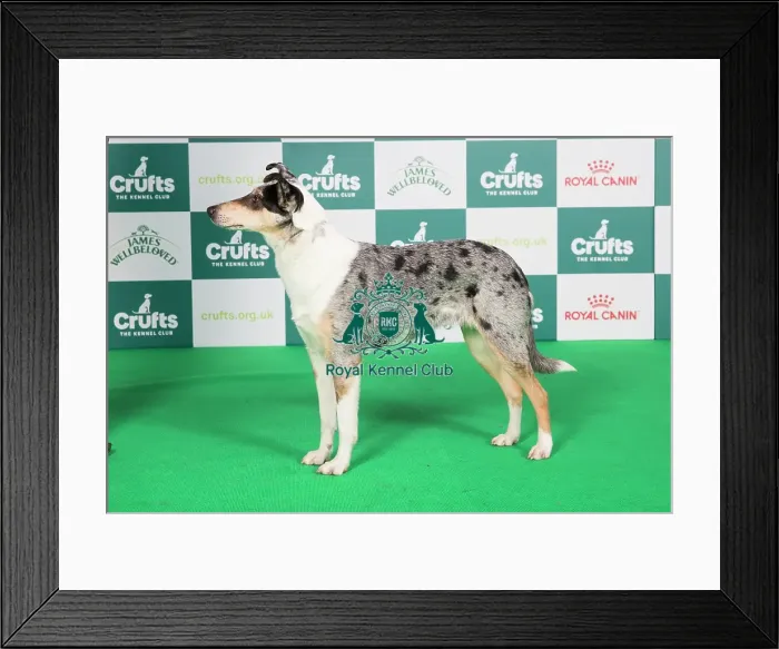 Framed Print : Crufts 2024 Best of Breed stacked 12681 - Blamorder Do Quite Nicely (Mrs J, Mr D & Miss A Sweeney & Lusty) Framed Print : Crufts 2024 Best of Breed stacked 12681 - Blamorder Do Quite Nicely (Mrs J, Mr D & Miss A Sweeney & Lusty)
