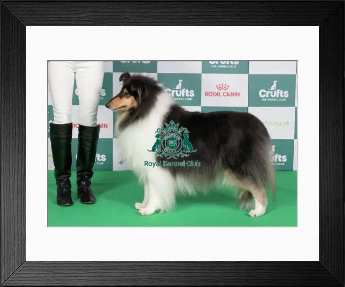 Framed Print : Crufts 2024 Best of Breed stacked 12554 - Ch Phreelancer Phaith Hill (Mrs L Newman) Framed Print : Crufts 2024 Best of Breed stacked 12554 - Ch Phreelancer Phaith Hill (Mrs L Newman)