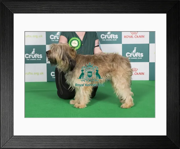 Framed Print : Crufts 2024 Best of Breed stacked 12411 - Hollybeck Ticket to Ride to Starwell del Riu Gost (Imp Esp) NAF TAF (Mrs A & Mrs C Fieldsend & Kirkland) Framed Print : Crufts 2024 Best of Breed stacked 12411 - Hollybeck Ticket to Ride to Starwell del Riu Gost (Imp Esp) NAF TAF (Mrs A & Mrs C Fieldsend & Kirkland)