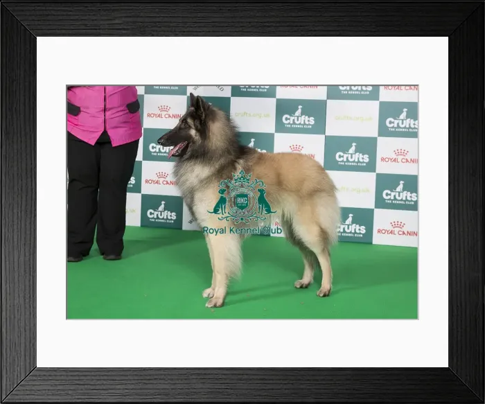 Framed Print : Crufts 2024 Best of Breed stacked 11989 - Domburg Never Say Never (Mrs G & Mrs H & Mr D Cooper & Poulton & Poulton) Framed Print : Crufts 2024 Best of Breed stacked 11989 - Domburg Never Say Never (Mrs G & Mrs H & Mr D Cooper & Poulton & Poulton)