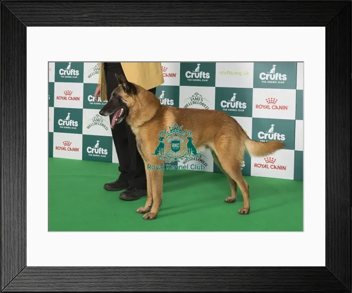 Framed Print : Crufts 2024 Best of Breed stacked 11973 - Ch Foryd Dark Side of The Moon at Depamead (D & P Heap) Framed Print : Crufts 2024 Best of Breed stacked 11973 - Ch Foryd Dark Side of The Moon at Depamead (D & P Heap)