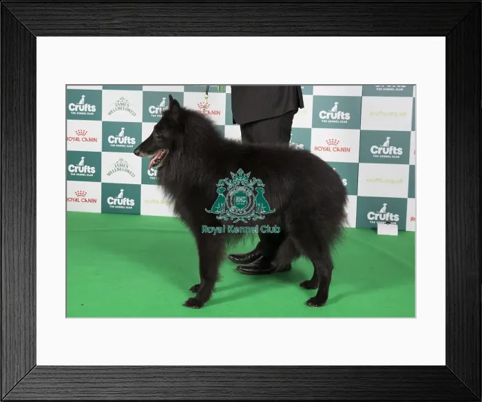 Framed Print : Crufts 2024 Best of Breed stacked 11908 - Ch Tyrion De L'ambassadeur Des Belges at Invanse (Imp Hun) (Mrs & Mrs L & Mrs B Church & Robinson) Framed Print : Crufts 2024 Best of Breed stacked 11908 - Ch Tyrion De L'ambassadeur Des Belges at Invanse (Imp Hun) (Mrs & Mrs L & Mrs B Church & Robinson)
