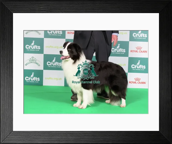 Framed Print : Border Collie Best of Breed Crufts 2024 stacked 12064 - Rosehurst Royal Sunset (Mr E Broadhurst) Framed Print : Border Collie Best of Breed Crufts 2024 stacked 12064 - Rosehurst Royal Sunset (Mr E Broadhurst)