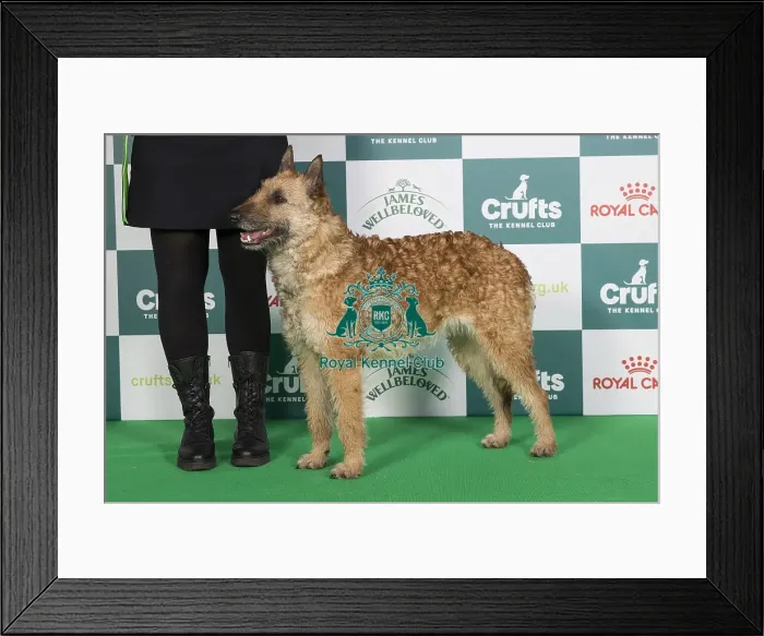 Framed Print : Crufts 2024 Best of Breed stacked 11957 - Shepherds Dogmate Vanilla Queen Nld Youth Ch (Mrs Jti Hermans-Janssen) Framed Print : Crufts 2024 Best of Breed stacked 11957 - Shepherds Dogmate Vanilla Queen Nld Youth Ch (Mrs Jti Hermans-Janssen)