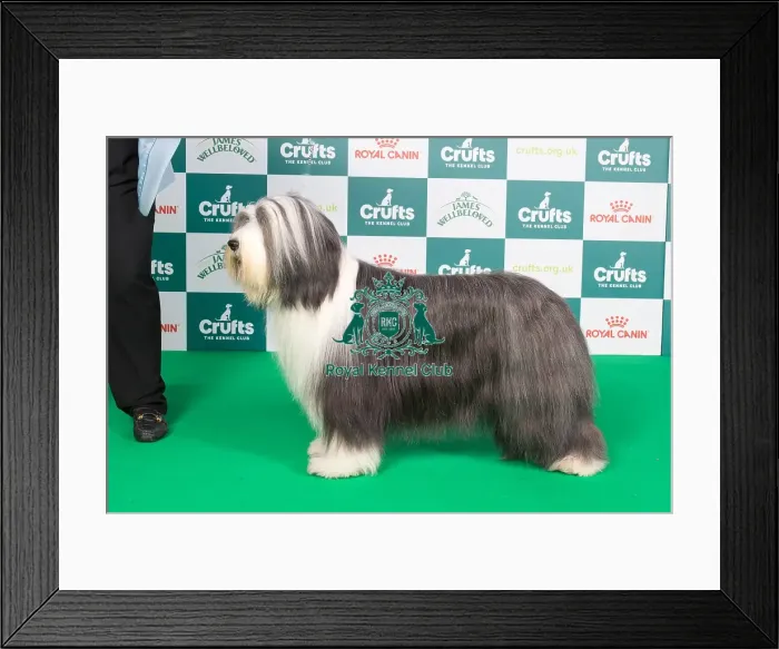 Framed Print : Crufts 2024 Best of Breed stacked 11855 - Ch Corimist Destiny by Design (Miss N & Ms J Whelan & Young)