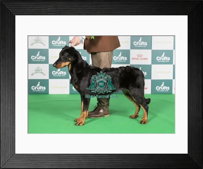 Framed Print : Crufts 2024 Best of Breed stacked 11879 - Int Ch Geraldine Gypsy De Trappist (Mrs Maja & Mr Boris Kostijal & Pegan) Framed Print : Crufts 2024 Best of Breed stacked 11879 - Int Ch Geraldine Gypsy De Trappist (Mrs Maja & Mr Boris Kostijal & Pegan)