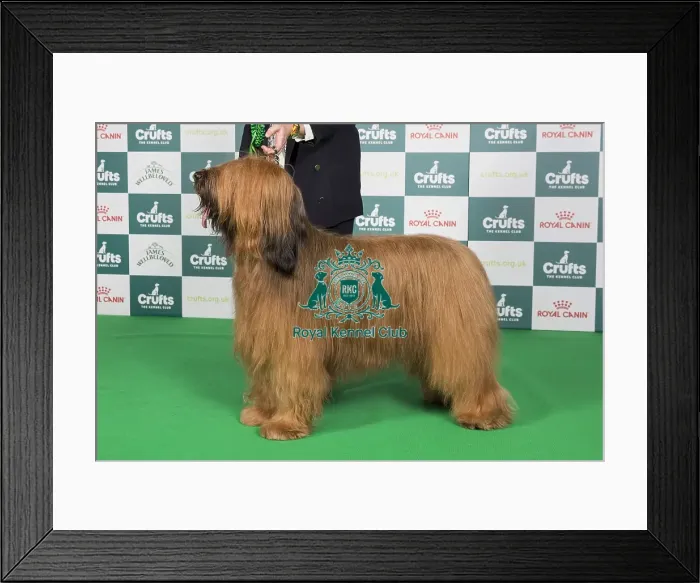 Framed Print : Crufts 2024 Best of Breed stacked 12349 - Ch Barembak Albufera at Charson (Mrss Hillier)