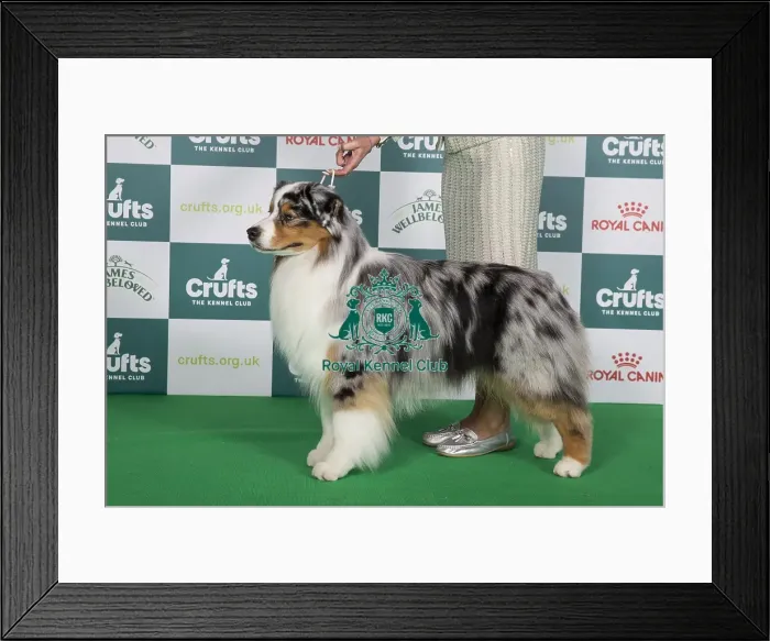 Framed Print : Crufts 2024 Best of Breed stacked 11608 - Ch Brighttouch Drift The Line Through Dialynne (Imp Rus) (Mrs M, Mr J & Mrs K Raymond, Shaw & Kirtley)