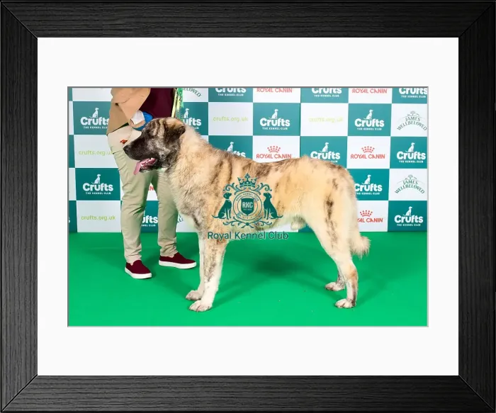 Framed Print : Crufts 2024 Best of Breed stacked 11447 - Sunlions Imparator (Miss K Stewart) Framed Print : Crufts 2024 Best of Breed stacked 11447 - Sunlions Imparator (Miss K Stewart)
