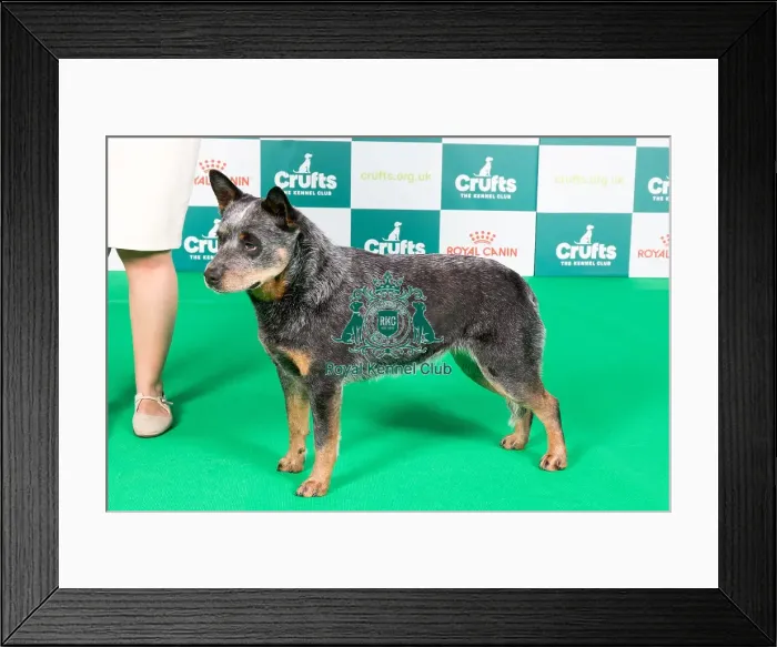 Framed Print : Crufts 2024 Best of Breed stacked 11473 - Hrv Ch / ch Ch / lt Ch Limaband Can-Say Palianytsia Ww'23 (Mrs T Kavaleuskaya) Framed Print : Crufts 2024 Best of Breed stacked 11473 - Hrv Ch / ch Ch / lt Ch Limaband Can-Say Palianytsia Ww'23 (Mrs T Kavaleuskaya)