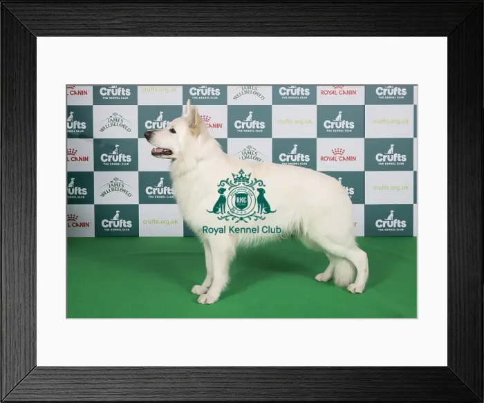 Framed Print : Crufts 2024 Best of Breed stacked 14006 - Nl / bel / de / dk / int Ch Undercover Vito vom Sutumer Grund (G Piek) Framed Print : Crufts 2024 Best of Breed stacked 14006 - Nl / bel / de / dk / int Ch Undercover Vito vom Sutumer Grund (G Piek)