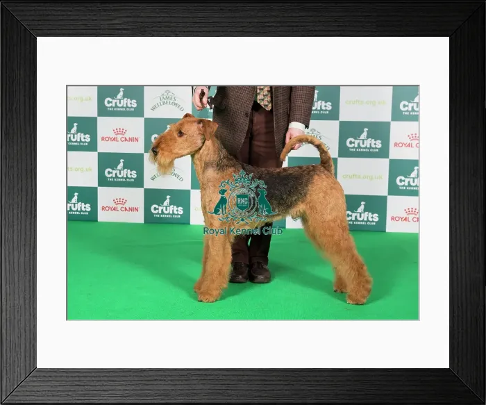 Framed Print : Crufts 2024 Best of Breed Stacked Airedale Terrier 14052 - Ch Jokyl Daily Special JW (Mr D & Mrs J M Brown)