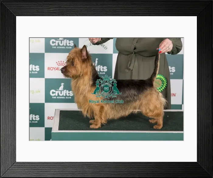 Framed Print : Crufts 2024 Best of Breed Stacked Australian Terrier 14116 - Wilfnbell Nite Owl (Mrs J Webb) Framed Print : Crufts 2024 Best of Breed Stacked Australian Terrier 14116 - Wilfnbell Nite Owl (Mrs J Webb)